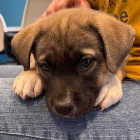 Sunny (Yellow), a Adoptable mixed breed in Chesapeake, VA image 3/3