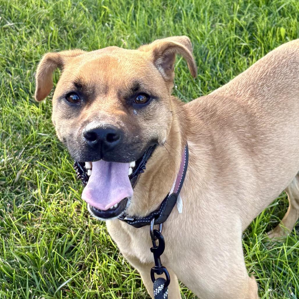 Ketchup, Adoptable, Adult Female Shepherd.