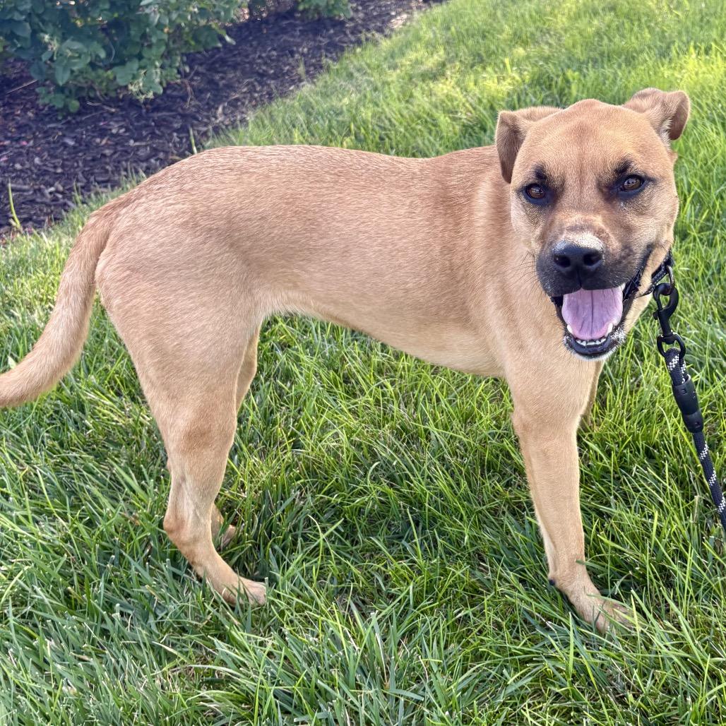Ketchup, a Adoptable mixed breed in Shawnee, KS image 1/6