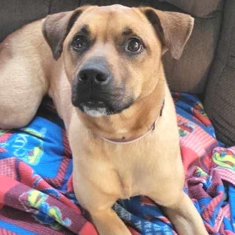 Ketchup, a Adoptable mixed breed in Shawnee, KS image 2/6