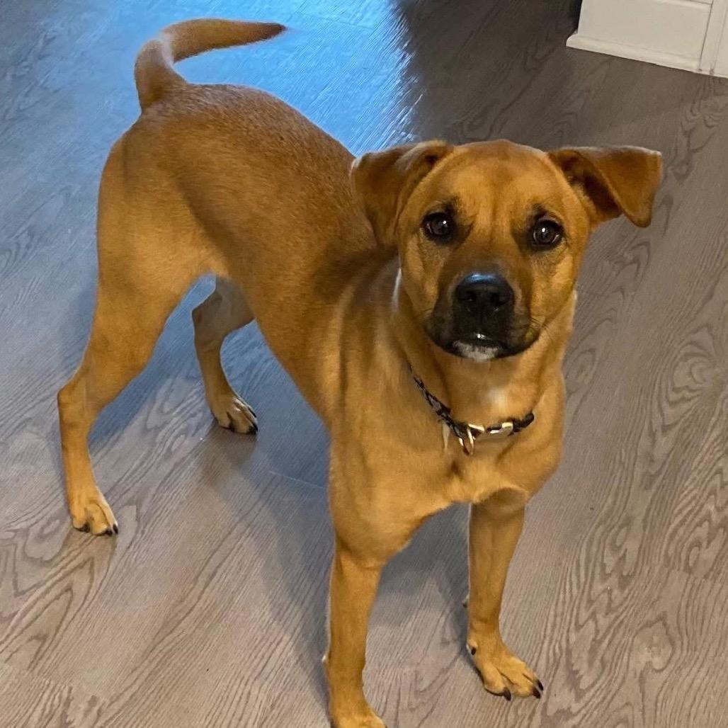 Ketchup, a Adoptable mixed breed in Shawnee, KS image 3/6