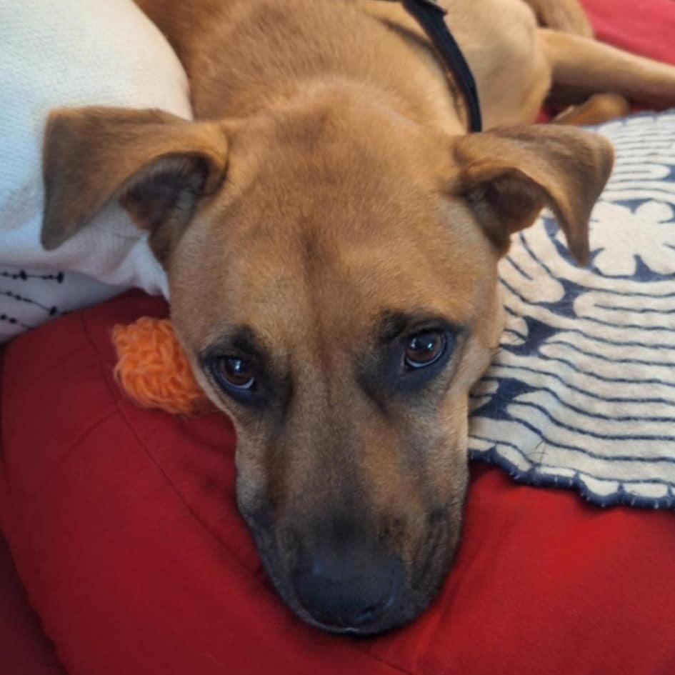 Ketchup, a Adoptable mixed breed in Shawnee, KS image 4/6