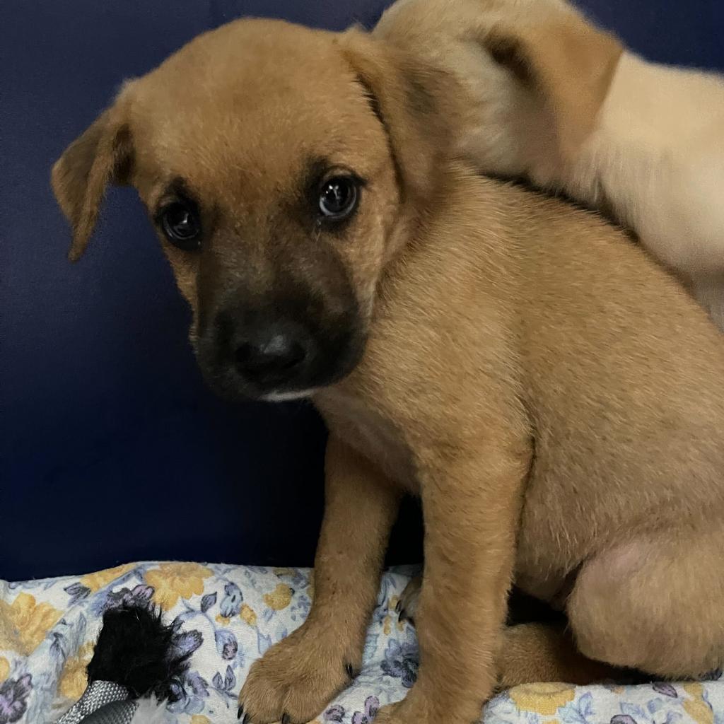Ketchup, a Adoptable mixed breed in Shawnee, KS image 5/6