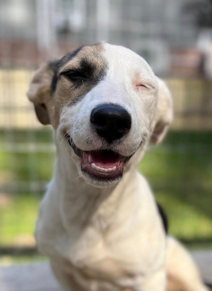 KALI, a Adopted mixed breed in Sandston, VA image 1/4