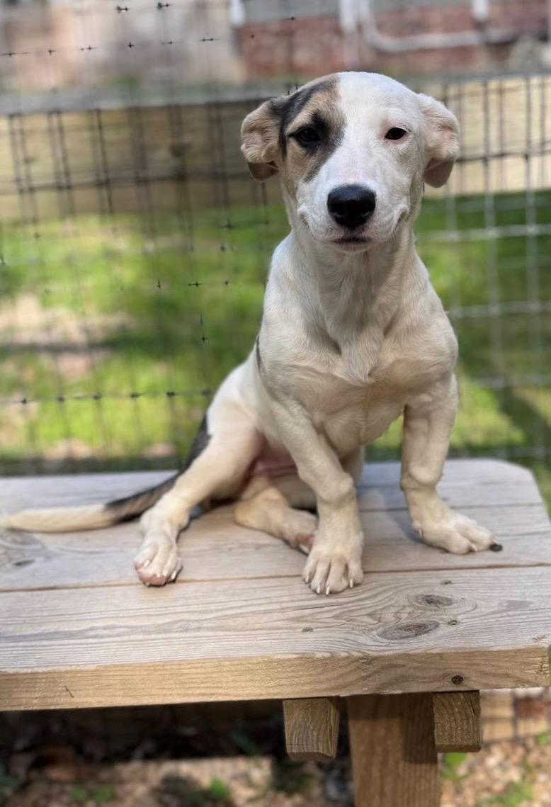 KALI, a Adopted mixed breed in Sandston, VA image 2/4