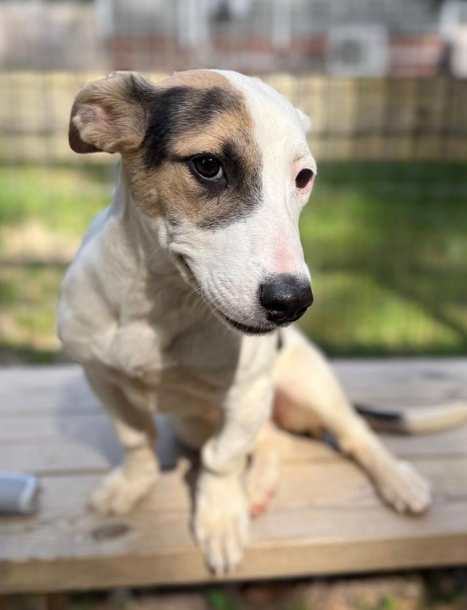 KALI, a Adopted mixed breed in Sandston, VA image 3/4