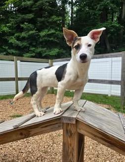 KALI, a Adopted mixed breed in Sandston, VA image 4/4