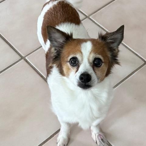 Enlarge ZIP, a Adoptable mixed breed in Jacksonville, FL image 1/5