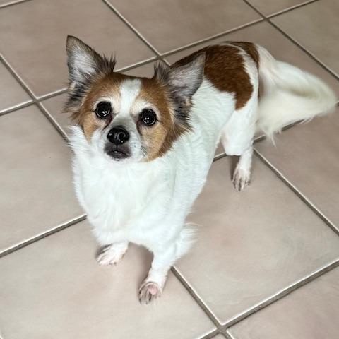 Enlarge ZIP, a Adoptable mixed breed in Jacksonville, FL image 2/5