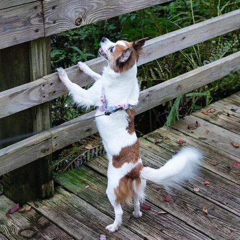 Enlarge ZIP, a Adoptable mixed breed in Jacksonville, FL image 3/5