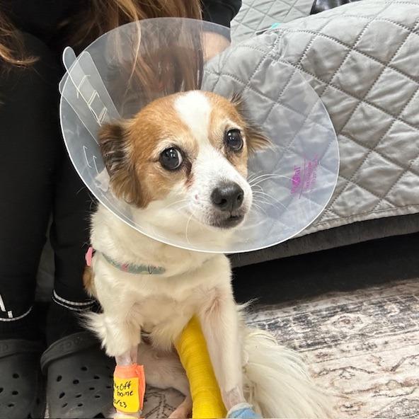 Enlarge ZIP, a Adoptable mixed breed in Jacksonville, FL image 5/5