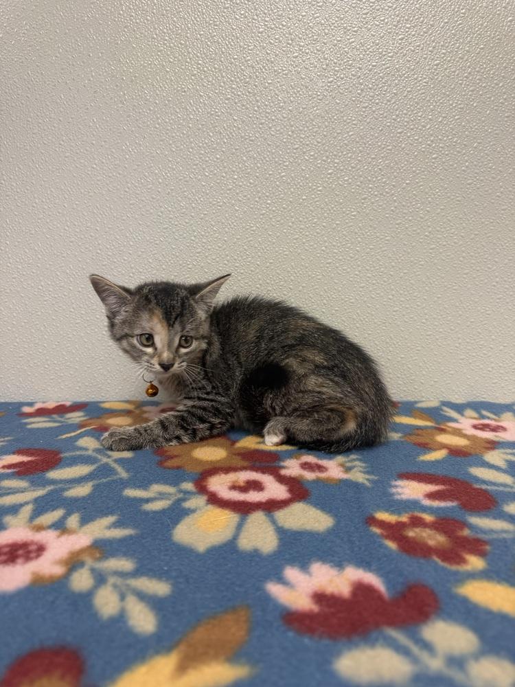 Condiment Kitties : Sriracha, Adopted, Kitten Female Domestic Short Hair.