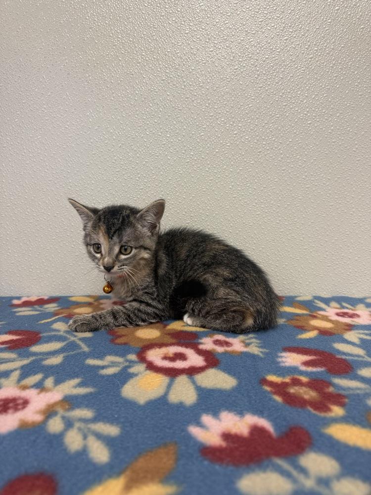 Enlarge Condiment Kitties : Sriracha, a Adopted Domestic Short Hair in Osgood, IN image 2/2