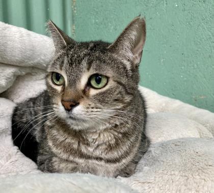 Kylie, Adoptable, Senior Female Domestic Short Hair & Domestic Short Hair.