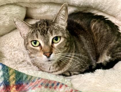 Kylie, a Adoptable Domestic Short Hair in River Ridge, LA image 1/3