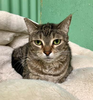 Enlarge Kylie, a Adoptable Domestic Short Hair in River Ridge, LA image 1/3