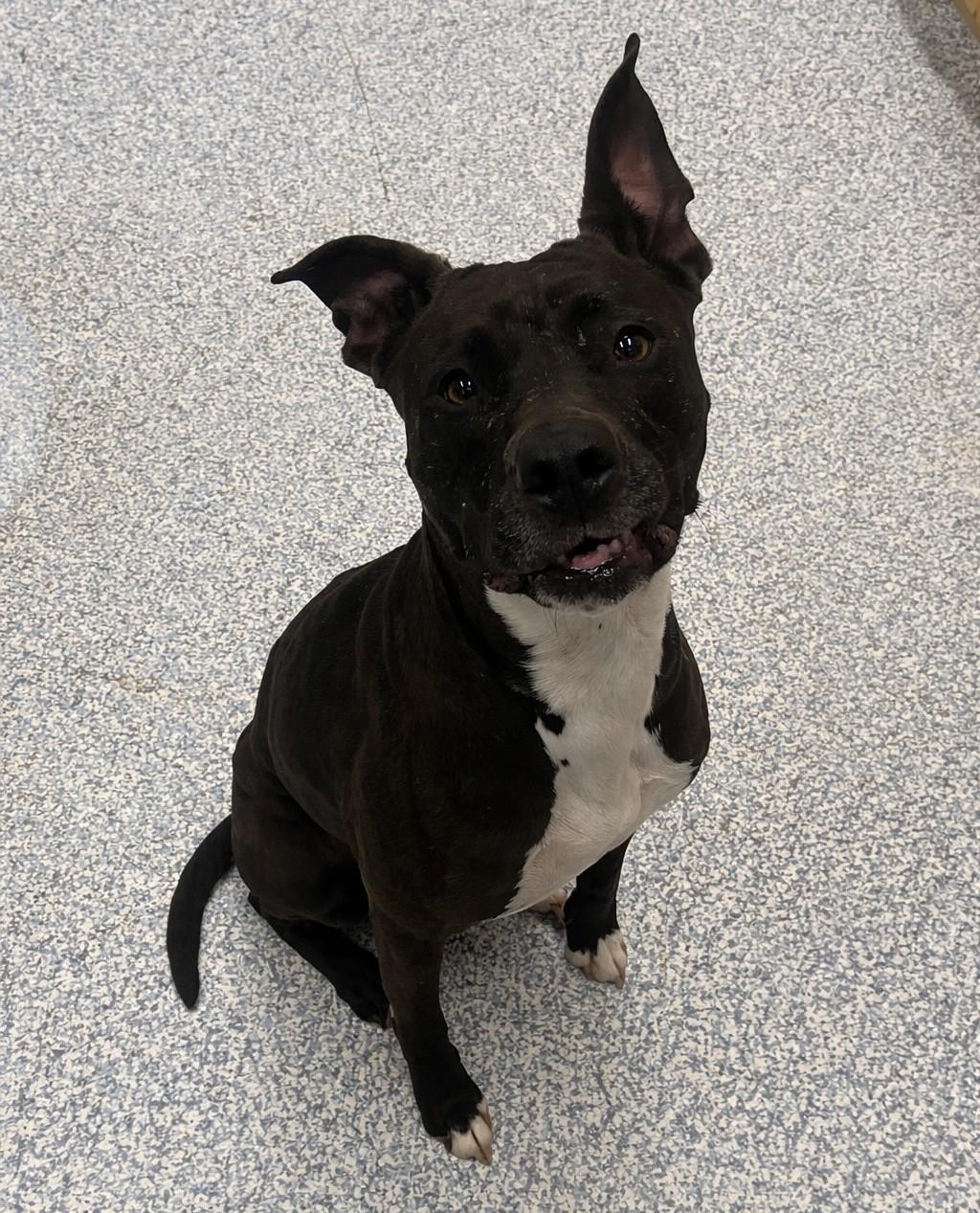 Emma, ADOPTABLE, Adult Female Mixed Breed.