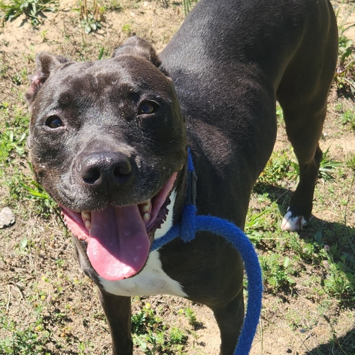 Enlarge Emma, a ADOPTABLE Mixed Breed in Stafford, VA image 3/3