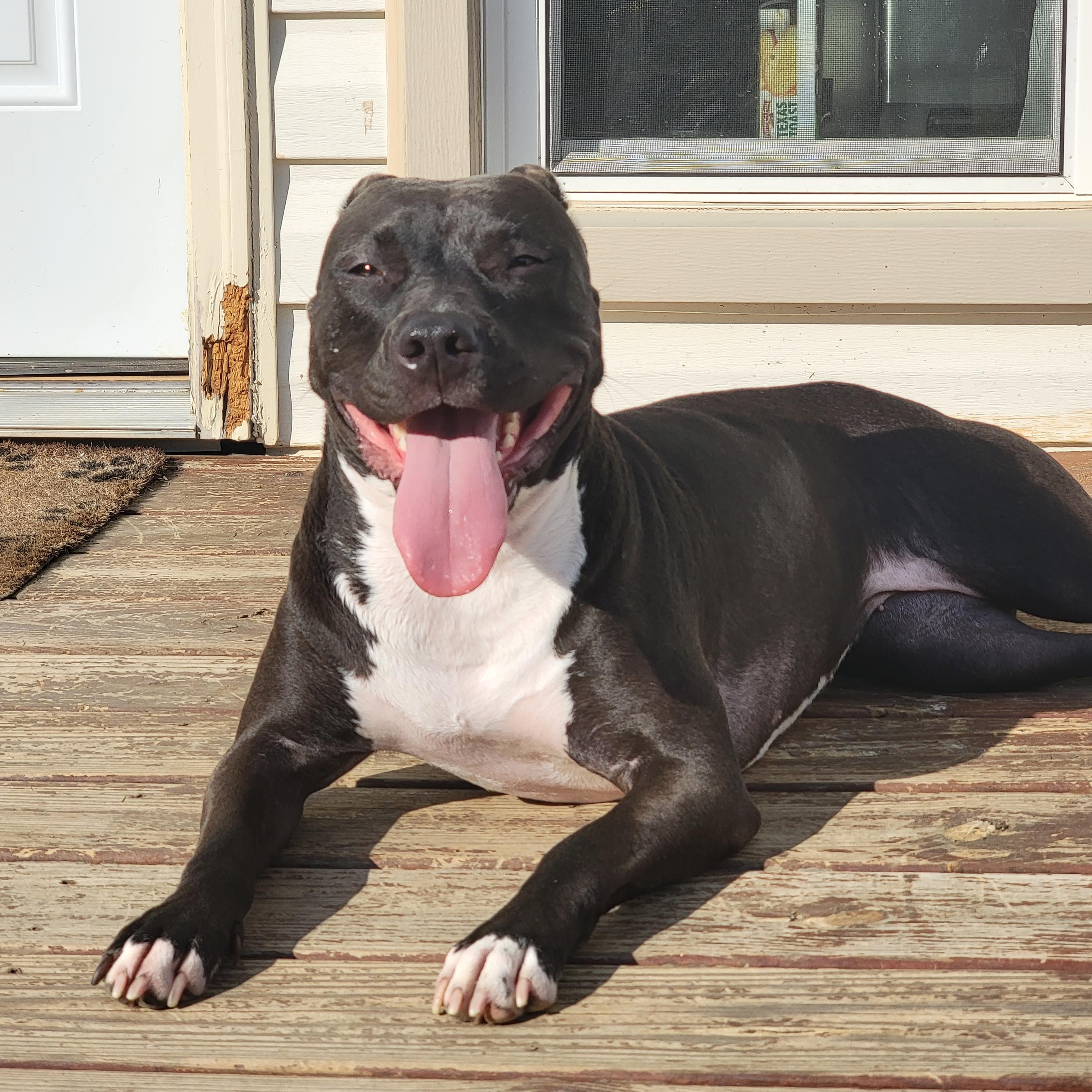 Enlarge Emma, a ADOPTABLE Mixed Breed in Stafford, VA image 2/2