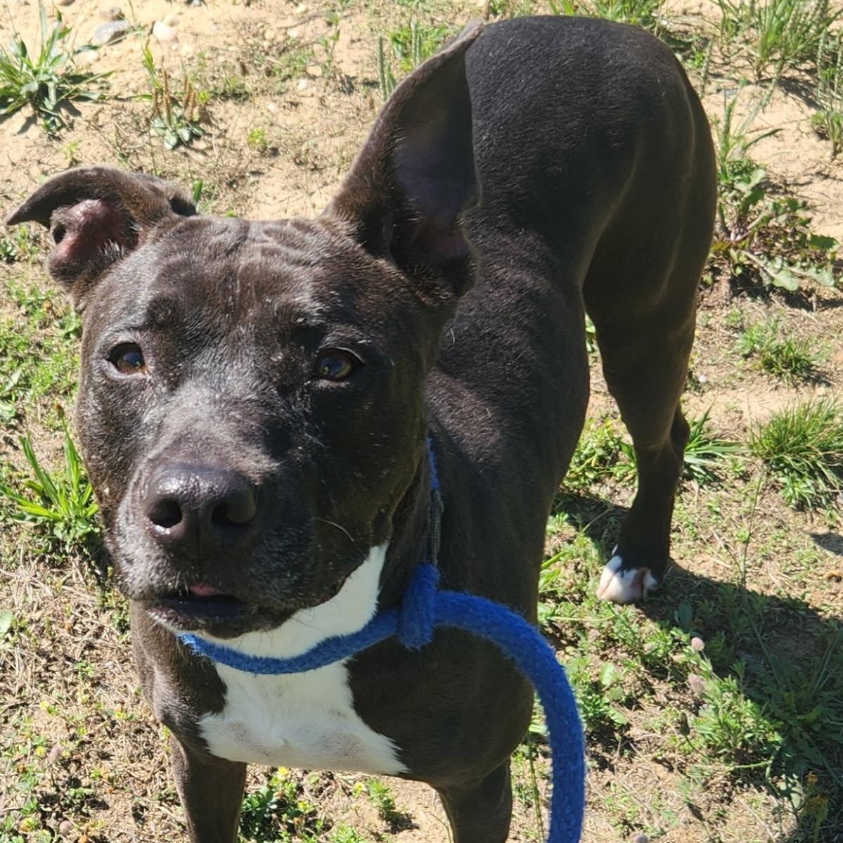 Emma, ADOPTABLE, Adult Female Mixed Breed.