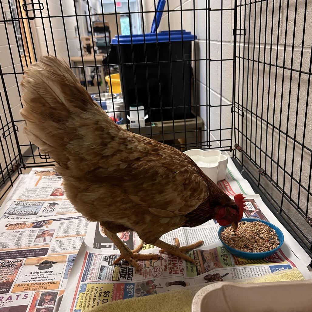 Eggatha, Adoptable, Young Female Chicken.