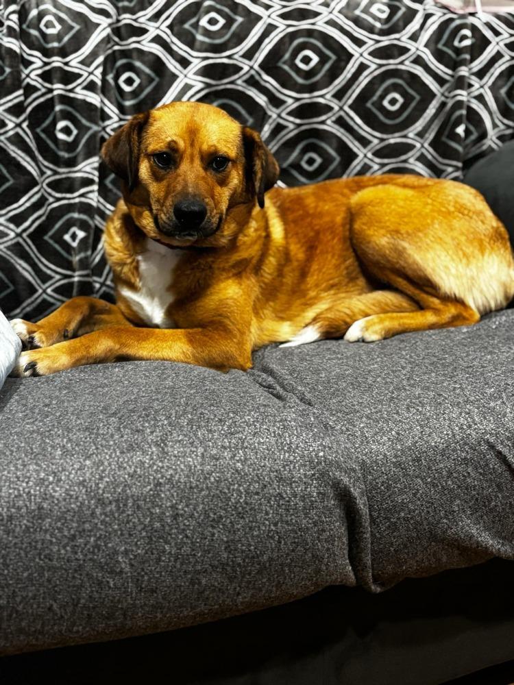 Cheese, Adoptable, Adult Female Golden Retriever & Labrador Retriever.