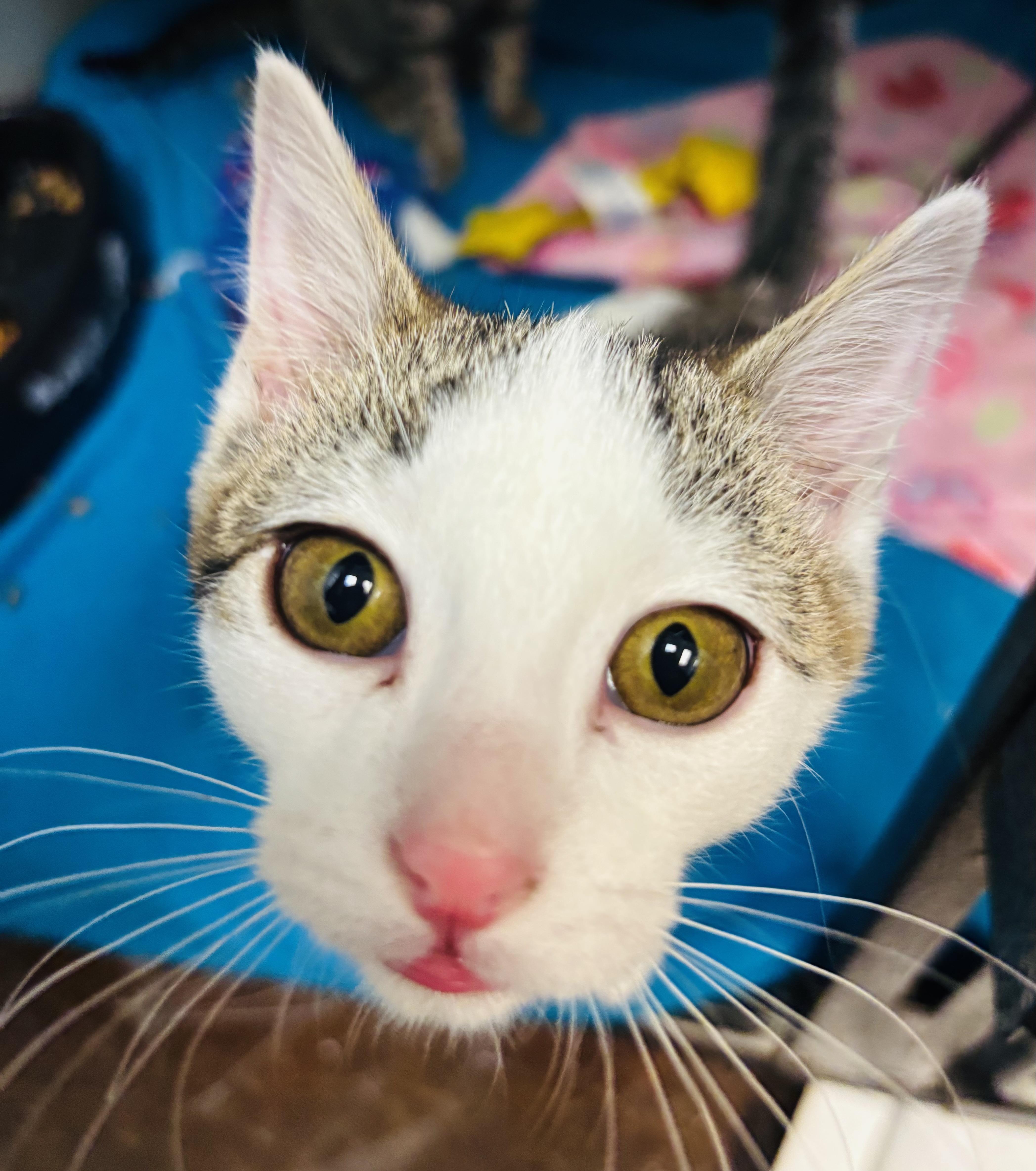 Enlarge Andrew, a ADOPTABLE mixed breed in Council Bluffs, IA image 1/1