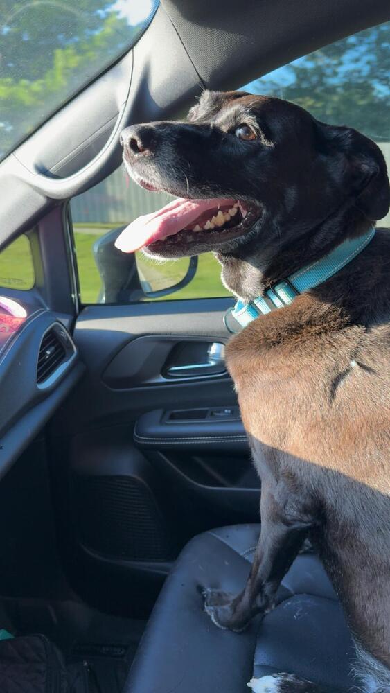 Enlarge Savannah - Fostered in Omaha, a Adoptable mixed breed in Shawnee Mission, KS image 3/4