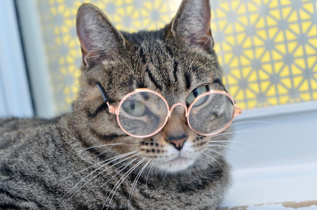 Professor