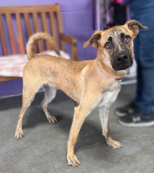 **REGGIE**, Adoptable, Young Male Shepherd.