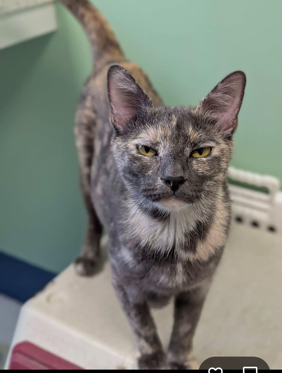 Princess, Adoptable, Adult Female Domestic Short Hair.