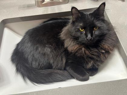Enlarge Rolo 51613, an adopted Domestic Long Hair in Oklahoma City, OK image 1/1