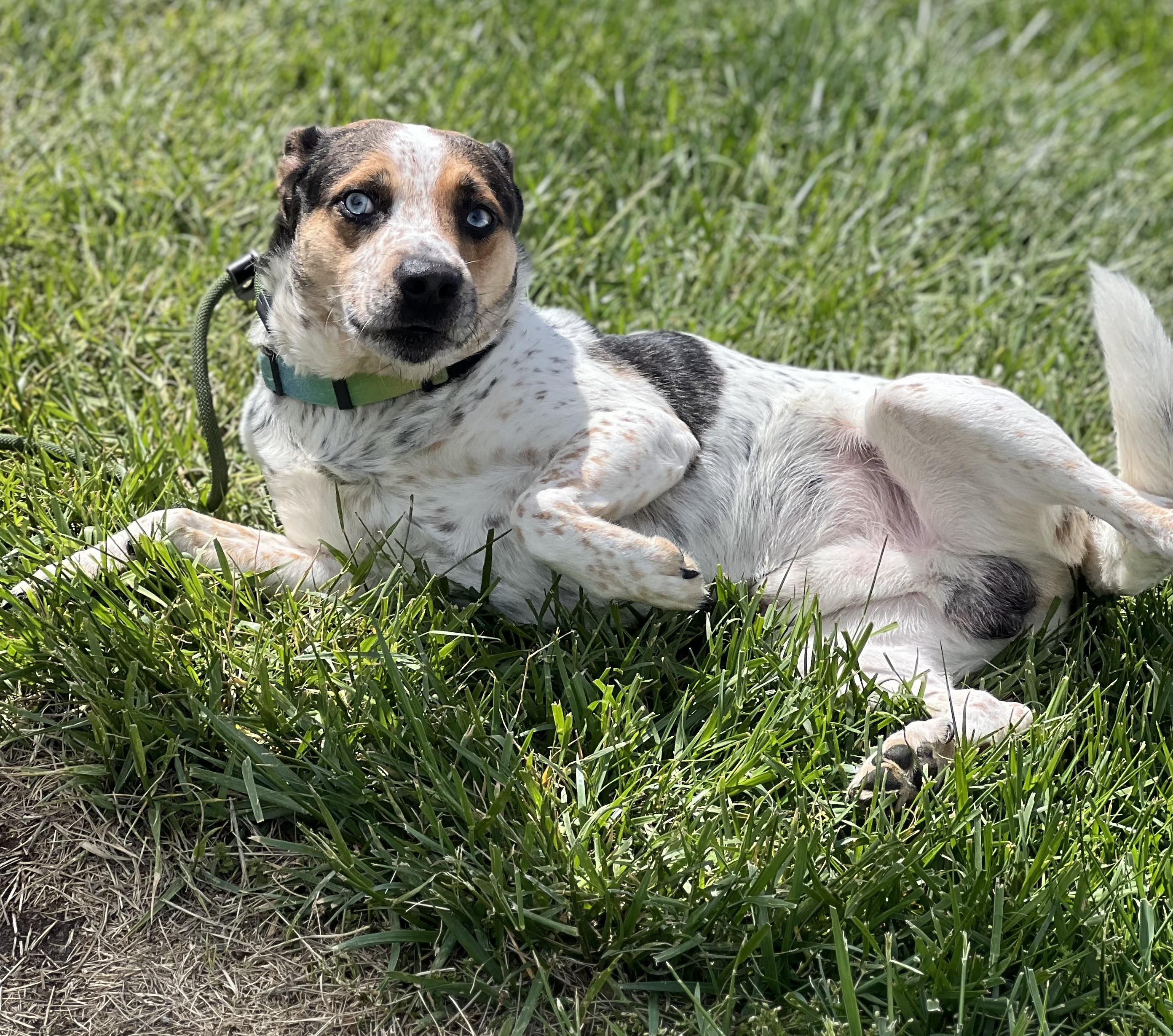 Enlarge Oakley, a ADOPTABLE mixed breed in sparta, NC image 3/4