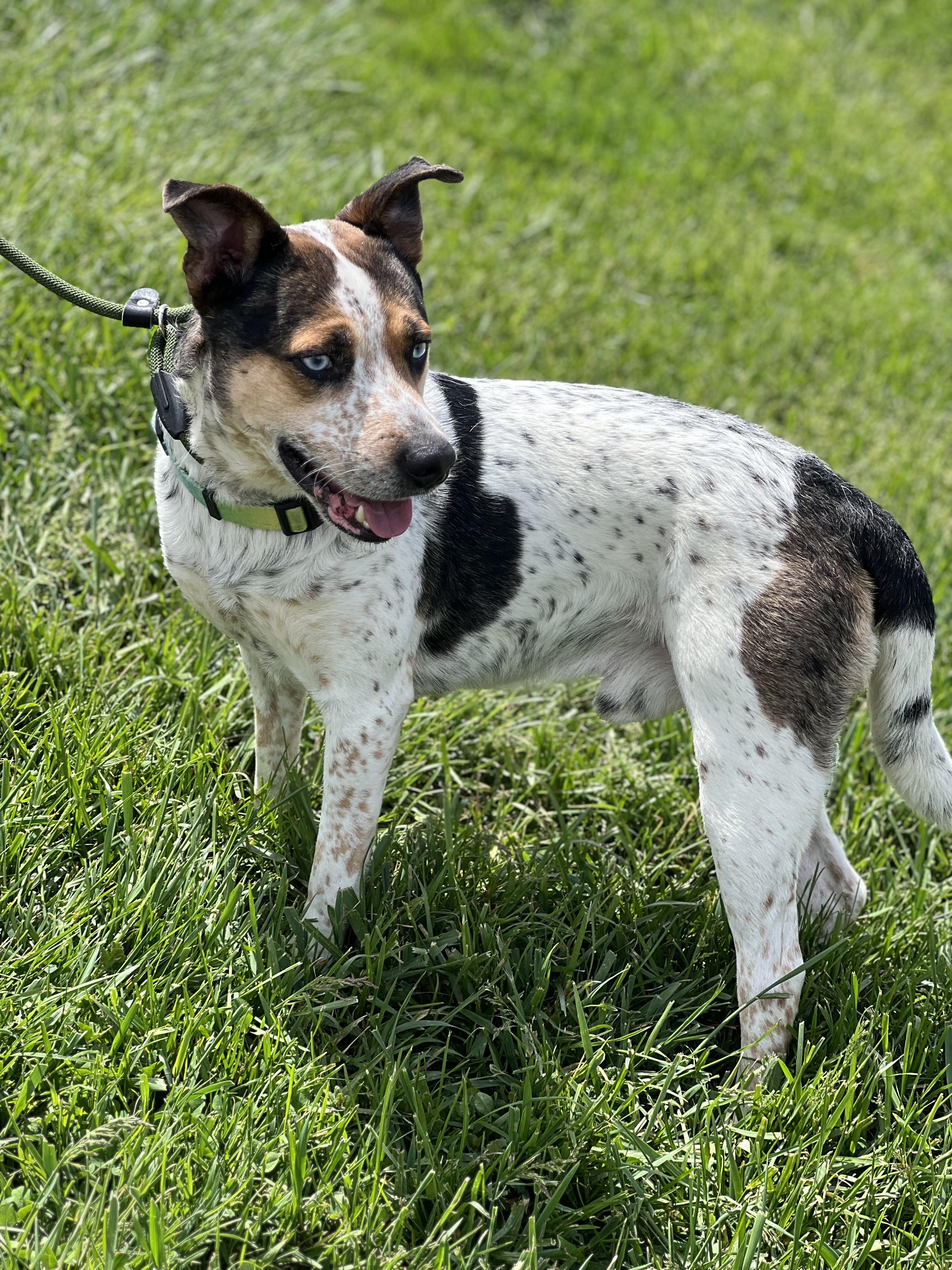 Enlarge Oakley, a ADOPTABLE mixed breed in sparta, NC image 1/4
