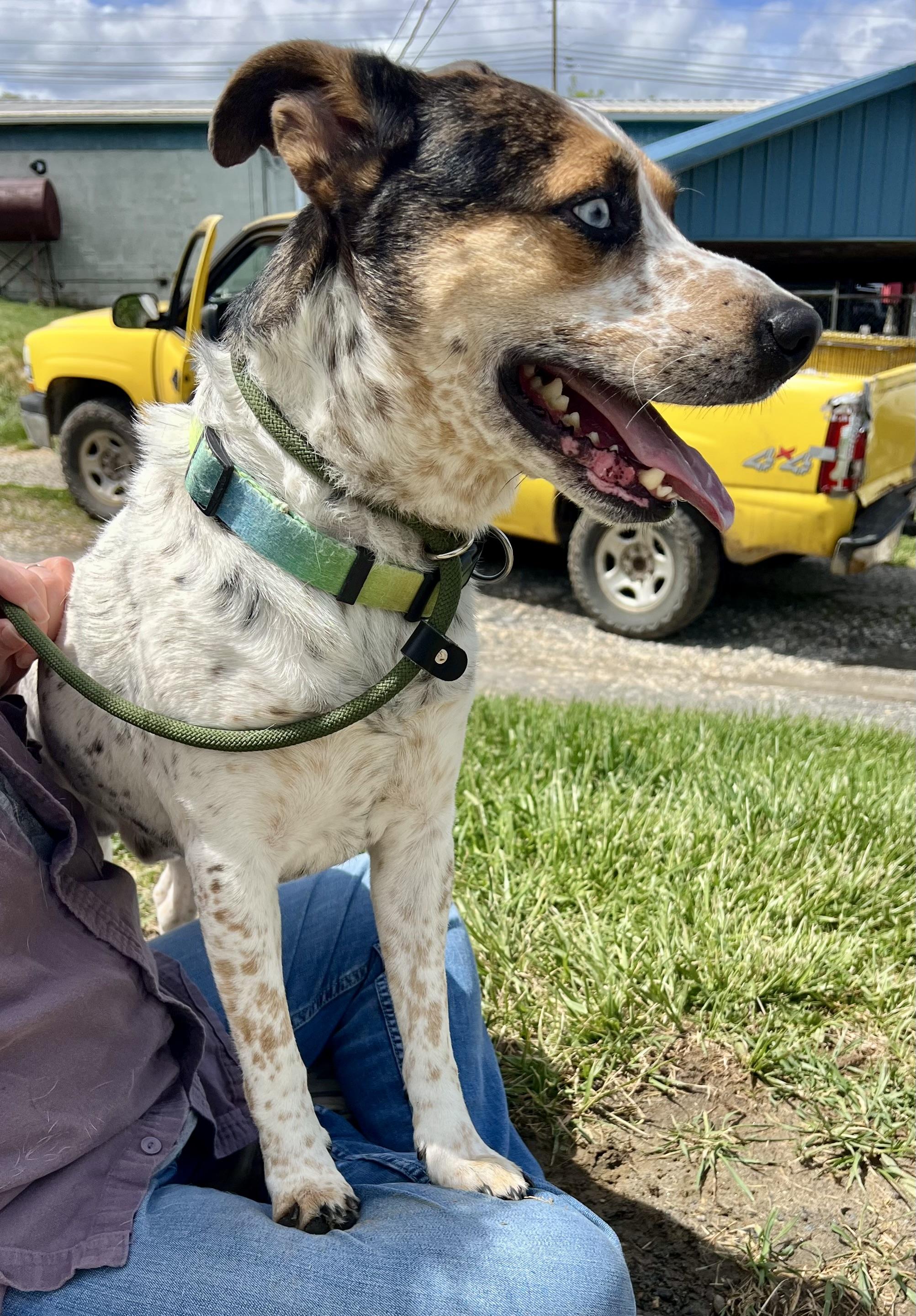 Enlarge Oakley, a ADOPTABLE mixed breed in sparta, NC image 2/4
