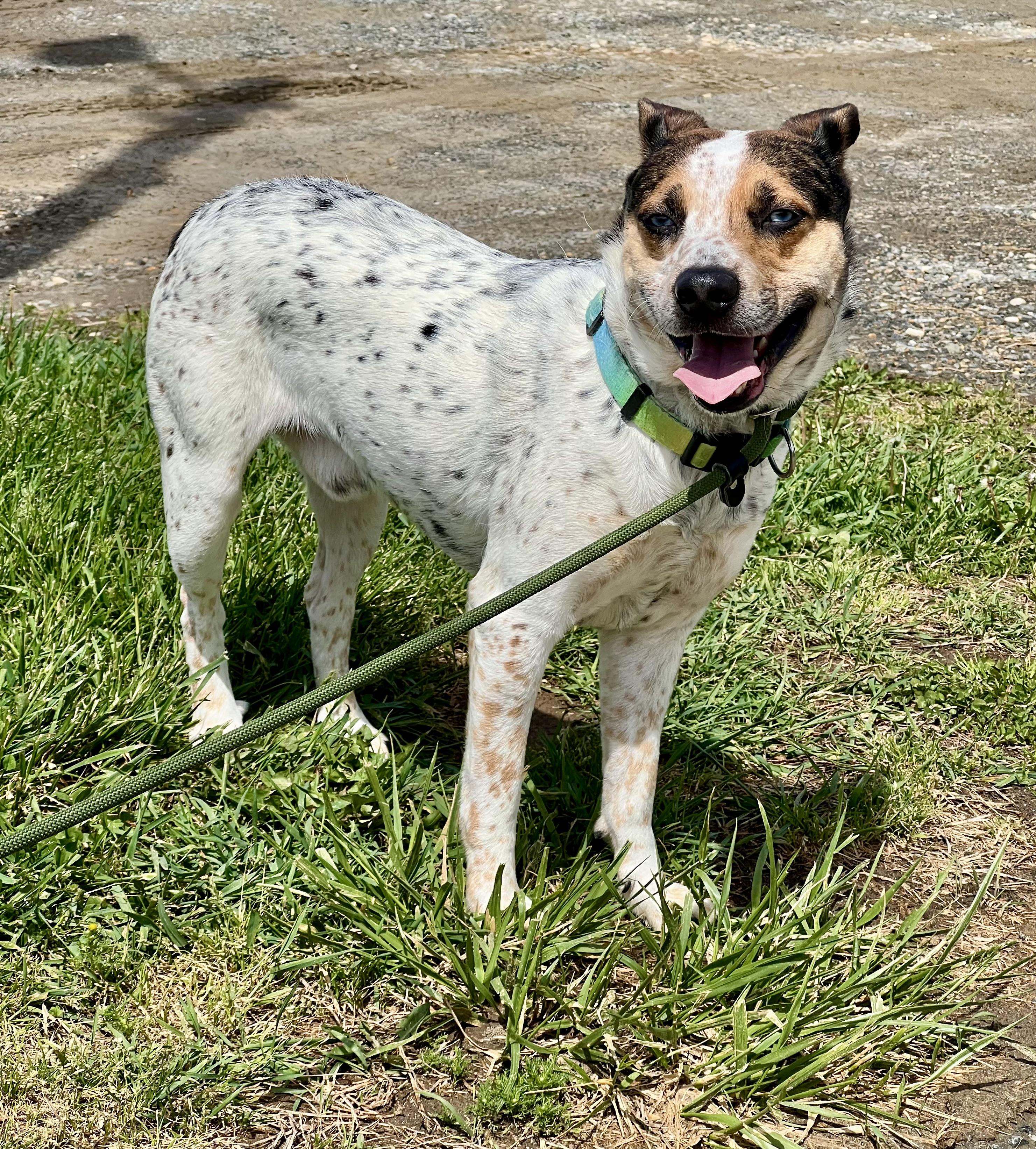 Enlarge Oakley, a ADOPTABLE mixed breed in sparta, NC image 4/4