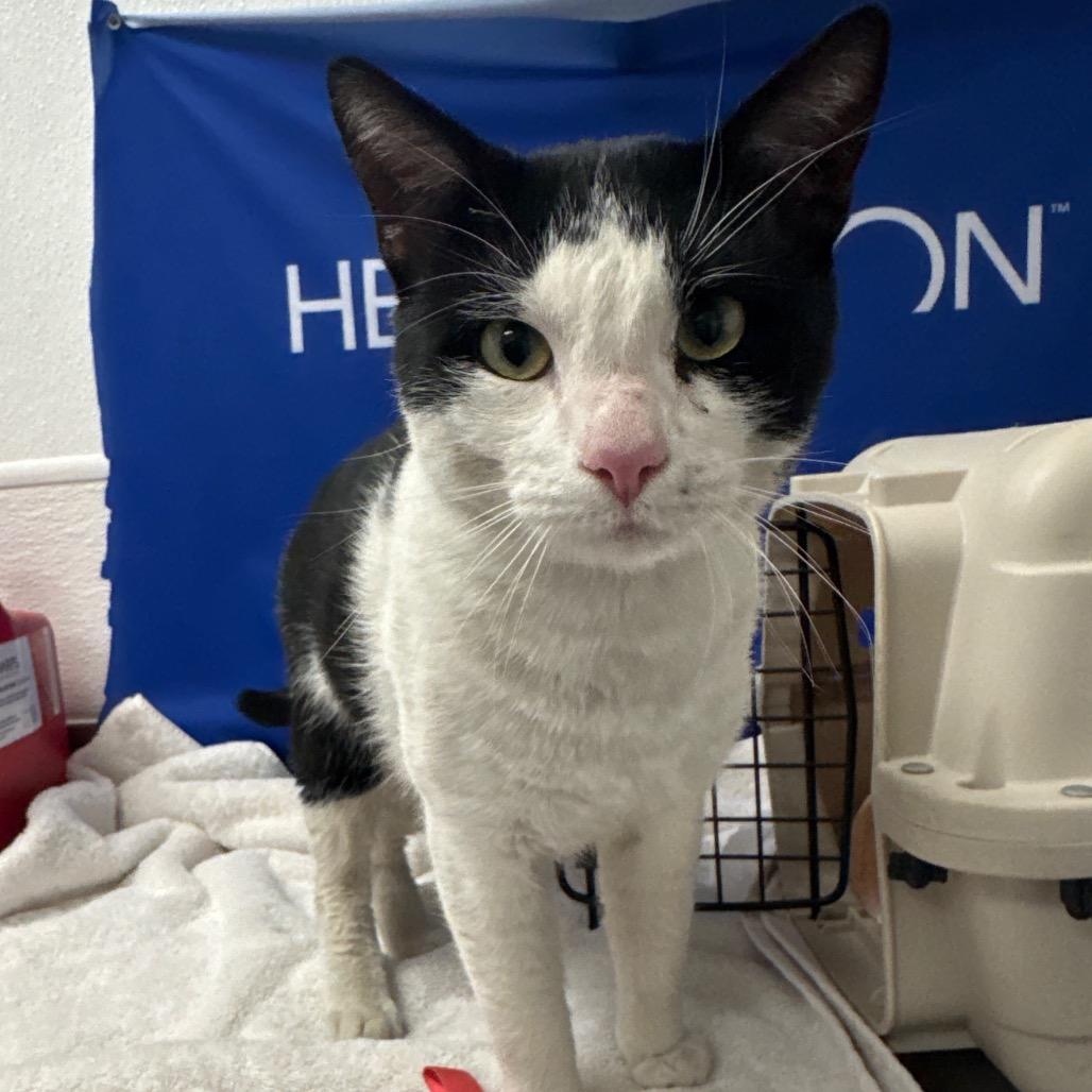 Brutus, Adoptable, Adult Male Domestic Short Hair.