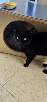 Nelly, ADOPTABLE, Adult Female Domestic Short Hair.