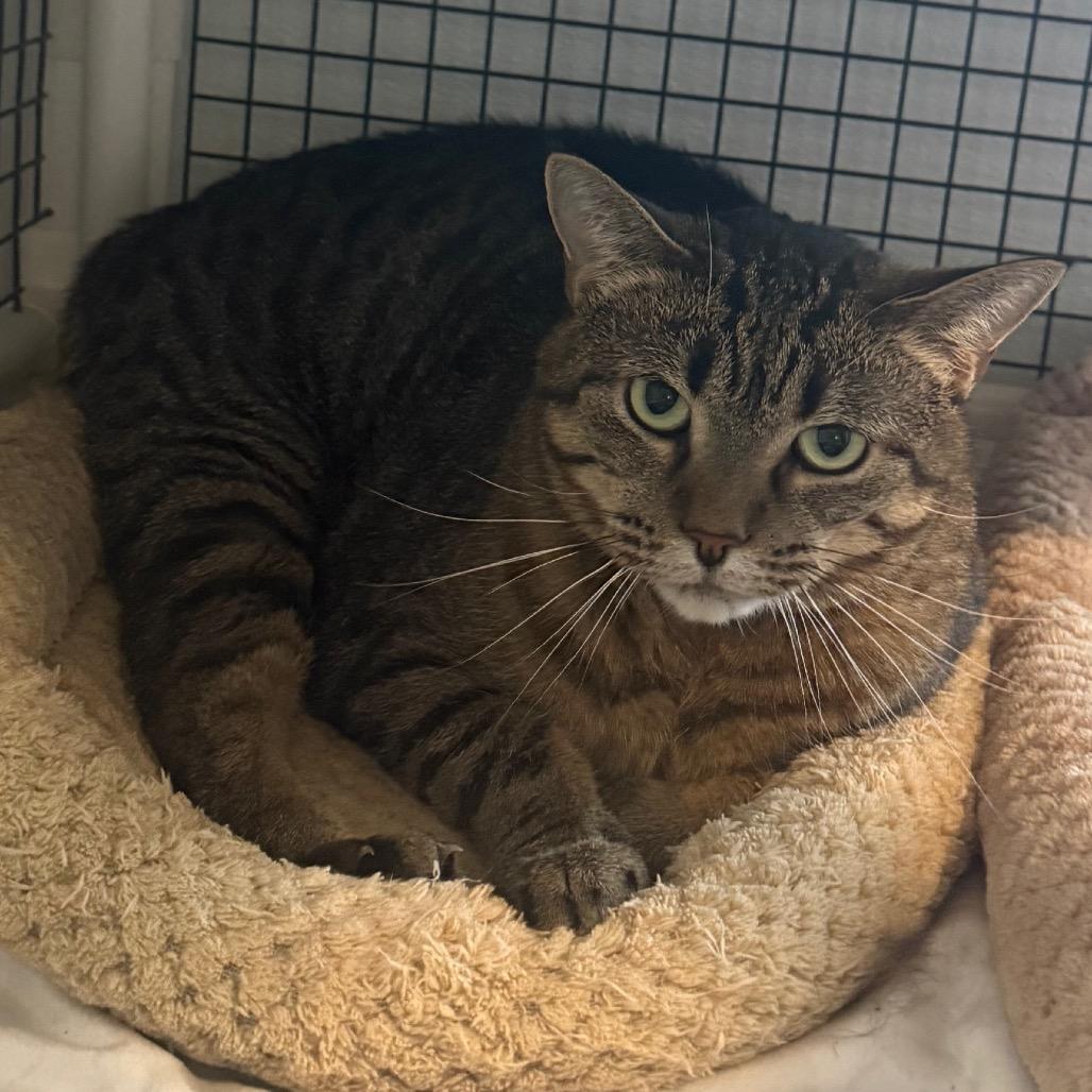 Mango, Adoptable, Adult Female Domestic Short Hair.