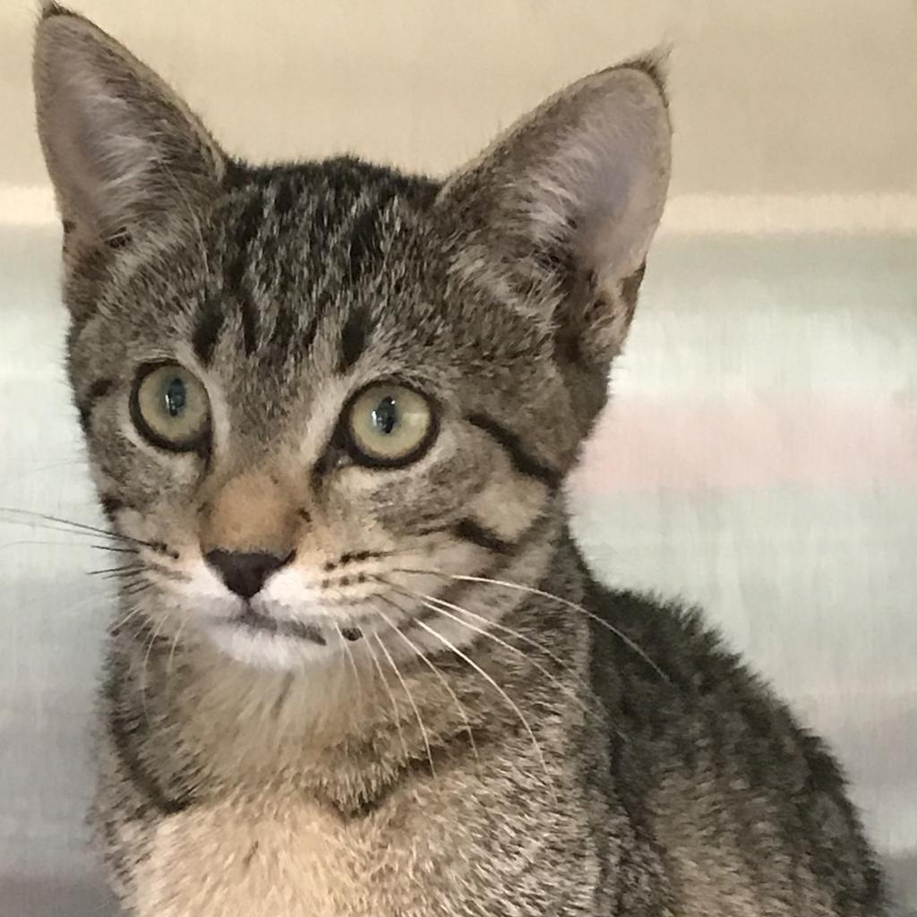 Mango, a Adoptable Domestic Short Hair in Cedaredge, CO image 2/3