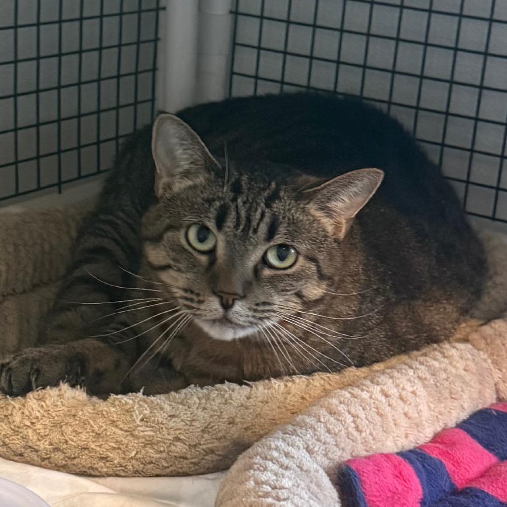 Mango, a Adoptable Domestic Short Hair in Cedaredge, CO image 3/3