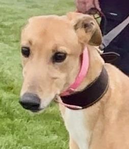 Bucko, Adoptable, Adult Male Greyhound.