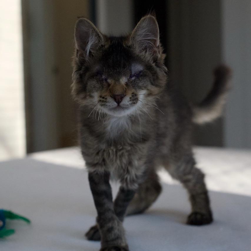 Enlarge Beret, a Adoptable Domestic Medium Hair in Nashville, TN image 1/6