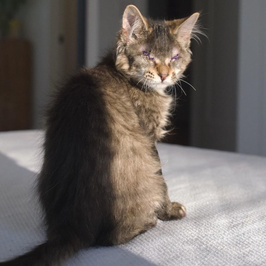Enlarge Beret, a Adoptable Domestic Medium Hair in Nashville, TN image 2/6