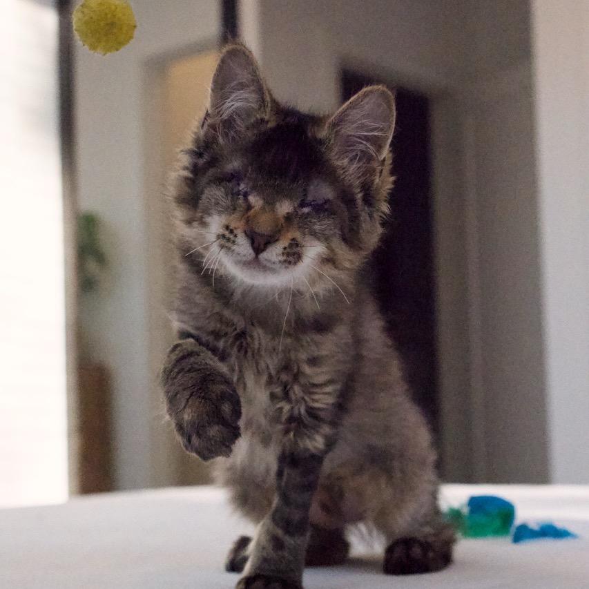 Enlarge Beret, a Adoptable Domestic Medium Hair in Nashville, TN image 3/6