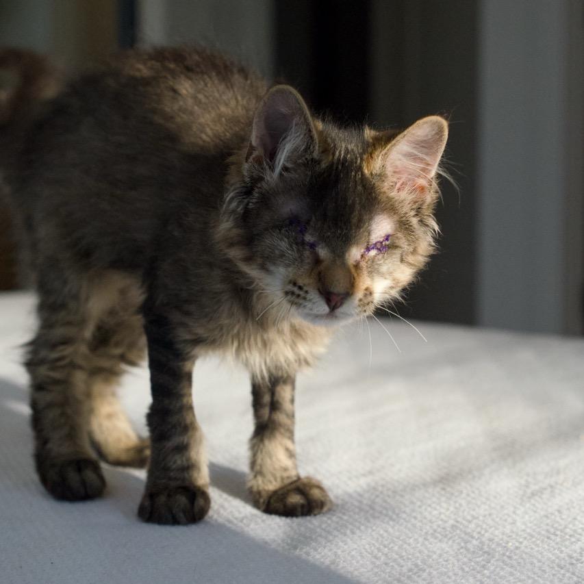 Enlarge Beret, a Adoptable Domestic Medium Hair in Nashville, TN image 4/6