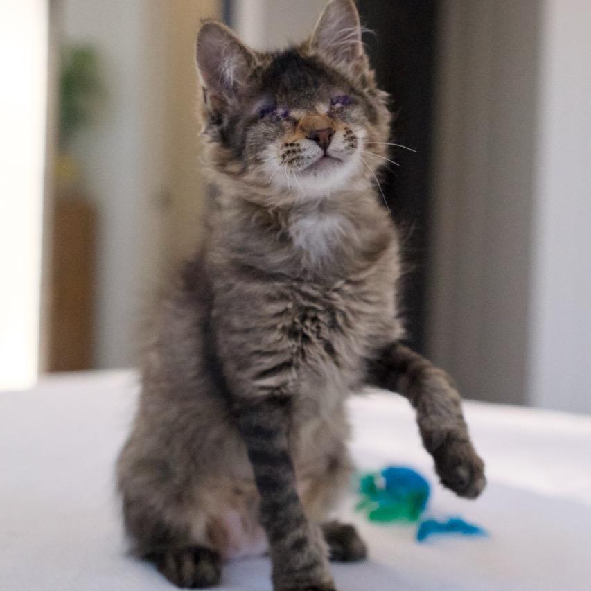 Enlarge Beret, a Adoptable Domestic Medium Hair in Nashville, TN image 5/6