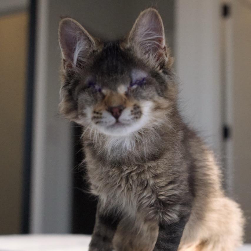 Enlarge Beret, a Adoptable Domestic Medium Hair in Nashville, TN image 6/6