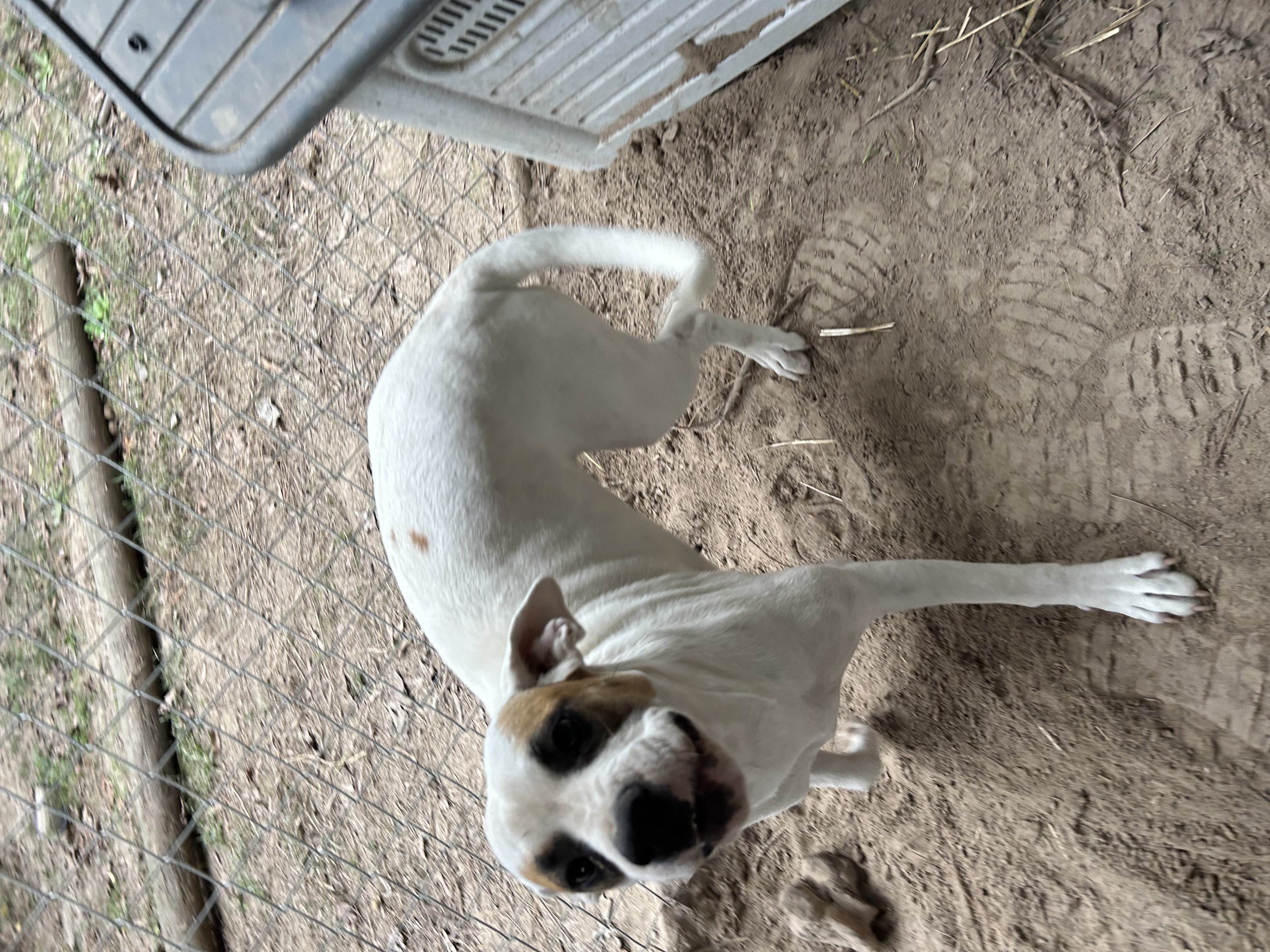 Enlarge Reba, a Adoptable English Pointer in Pine Bluff, AR image 2/6