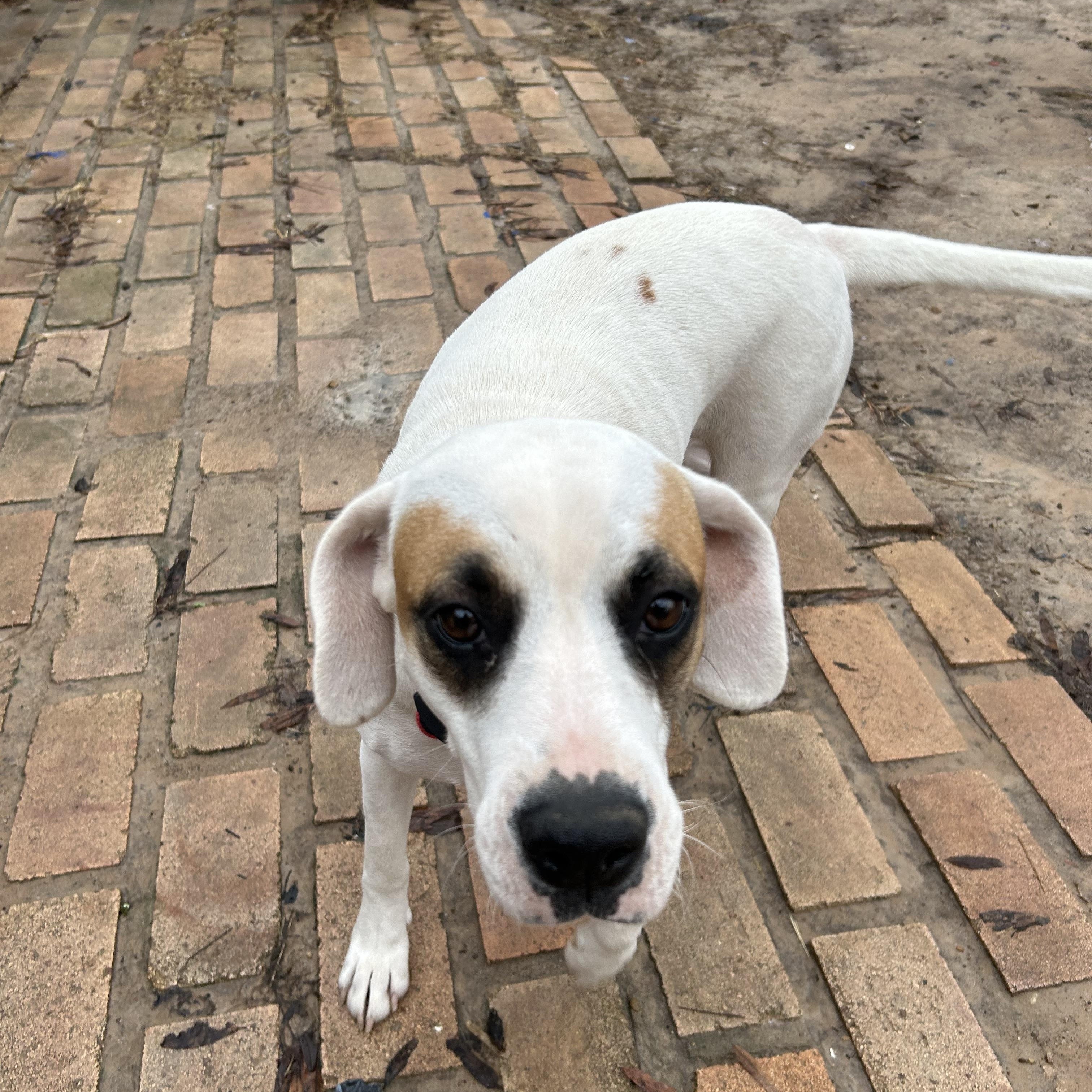 Reba, Adoptable, Adult Female English Pointer.